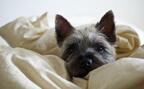 電気毛布が原因？　暖めすぎは睡眠の質が下がる！