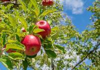 【リンゴの保存方法】冷蔵・冷凍でおいしさ長持ち！リンゴバターやジャムなど活用レシピもご紹介