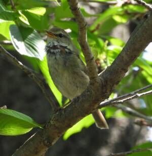 ウグイスの鳴き声に新説