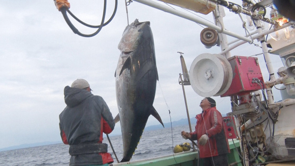 初競り5億円マグロの裏側に密着　テレ東が特番を放送『巨大マグロ戦争2026』