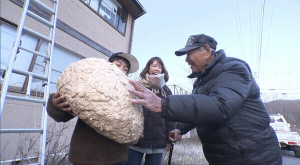 『探偵！ナイトスクープ』超巨大スズメバチの巣をとりたい小学5年生…88歳の専門家が助っ人で登場