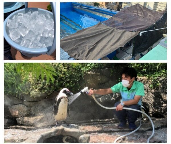 ペンギンなどの「熱中症対策」サンシャイン水族館が詳細公表　アシカ、ペリカンの具体例も【一覧】