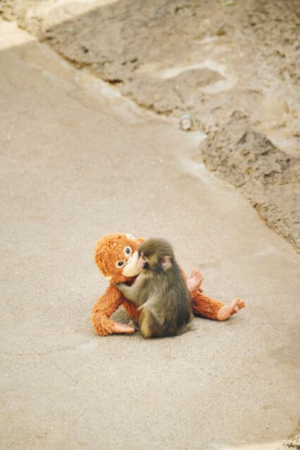 子ザルのパンチくん、半年の成長記録…『Casa BRUTUS』で8P全23カットで紹介　『市川市動植物園』広報「サル山で生きていけることが最も大切なこと」