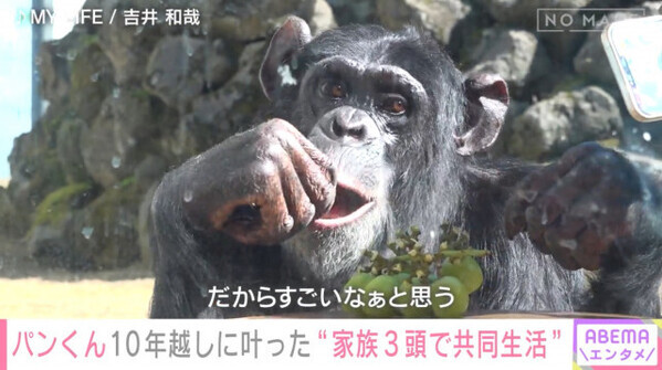 “天才チンパンジー”パンくん、「野生化した」「凶暴化した」…ネット上の声に“育ての親”も困惑　現在は25歳に