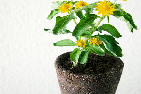 大自然の地層をそのまま抜き取ったプランター「EARTH」が登場