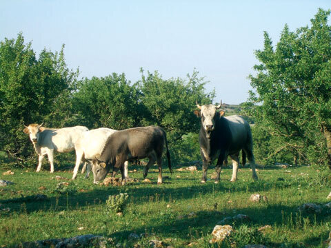 ビオクルから、100%オーガニックの洞窟熟成「カチョカヴァッロ」新発売