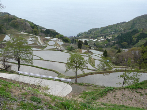【プレゼント】佐渡産コシヒカリ「朱鷺と暮らす郷」日本初GIAHS（世界農業遺産）認定