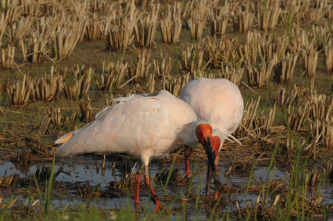 【プレゼント】佐渡産コシヒカリ「朱鷺と暮らす郷」日本初GIAHS（世界農業遺産）認定