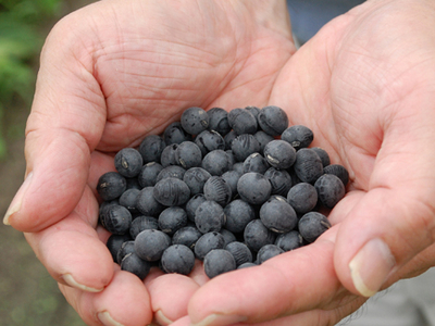 老舗のあんこやが作る、「丹波黒豆・蜜漬しぼり豆」 とは？