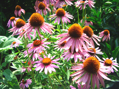 2ステップでOK。新シンプル オーガニック スキンケア「chant a charm（チャン ト アチャーム）」