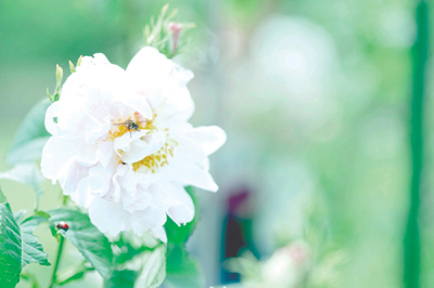 2ステップでOK。新シンプル オーガニック スキンケア「chant a charm（チャン ト アチャーム）」