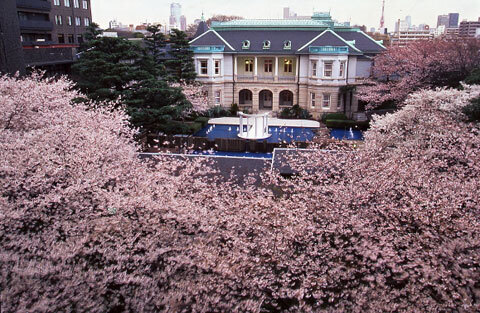 春爛漫!　ホテルのデイユースプランを賢く使って、お花見ママ会。