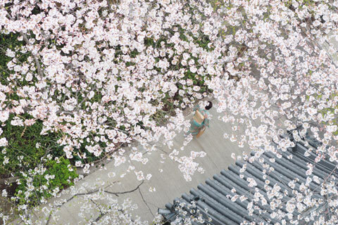 春爛漫!　ホテルのデイユースプランを賢く使って、お花見ママ会。