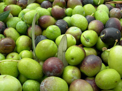 松嶋シェフも絶賛！リグーリア州産のEXVオリーブオイル『チェ』が初上陸。