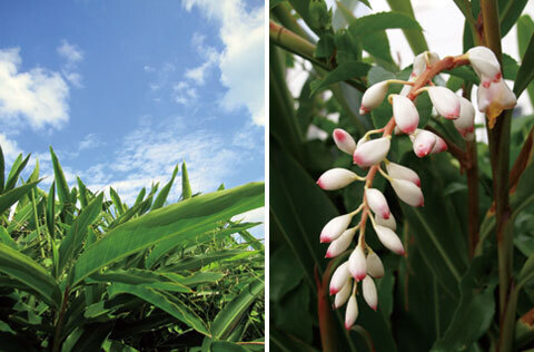 沖縄発のピュアなオーガニッックコスメ「琉白（ルハク）」誕生！