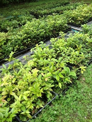 新緑の季節を親子で満喫！　表参道ヒルズ キッズの森で「初夏のスペシャルワークショップ」