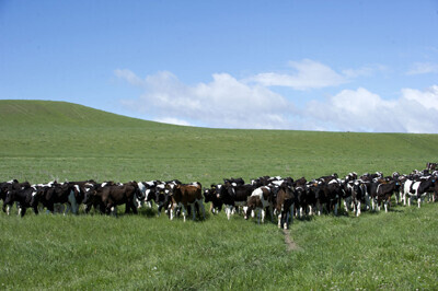 今話題の最強の赤身牛肉「ニュージーランド牧草牛」がすごい！