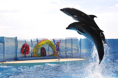 新江ノ島水族館が世界初となる「しんかい2000」常設展示をスタート