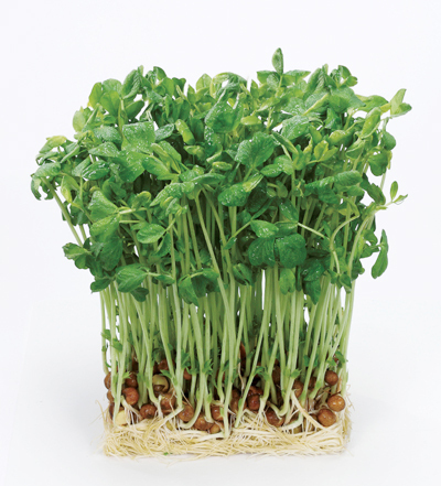 抜群の栄養価！夏にもおすすめ 「豆苗」の魅力とは？ 「分とく山」野崎さんのレシピもご紹介！