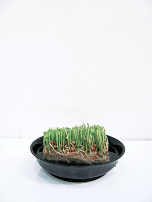 抜群の栄養価！夏にもおすすめ 「豆苗」の魅力とは？ 「分とく山」野崎さんのレシピもご紹介！