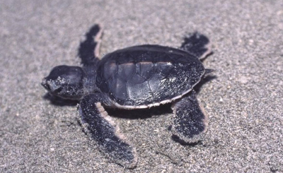 「すみだ水族館」が親子で楽しめる夏季限定プログラムを開催