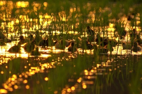 フランス人監督が鋭く切り込む、ドキュメンタリー映画「世界が食べられなくなる日」