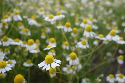 家族で使えるオーガニックスキンケアシリーズ「華密恋」の工場見学に行ってきた