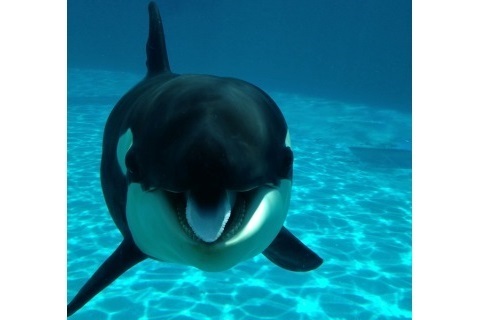 【鴨川シーワールド】｢ルーナ誕生祭｣開催♪海の王者シャチの赤ちゃんが1歳に