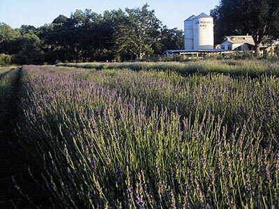 サンタフェ発、風邪の季節にもおすすめの「ラベンダーハンドソープ」新発売！