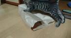 【かわいいネコ動画】紙袋とたわむれる子猫に訪れた驚きの結末