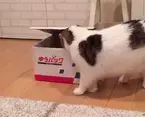 【かわいいネコ動画】ゆうパックの箱におそるおそる消えていくネコの姿