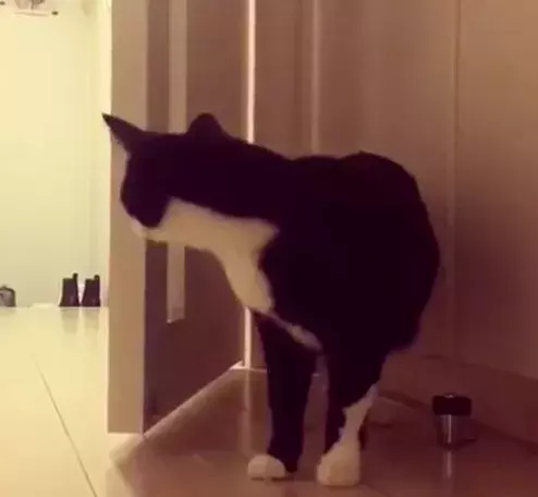 【おもしろネコ動画】ドアに体が引っかかった猫の可愛いおとぼけリアクション