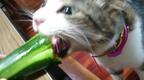 【かわいいネコ動画】きゅうりに目がない猫の豪快な食べっぷりに困惑!?