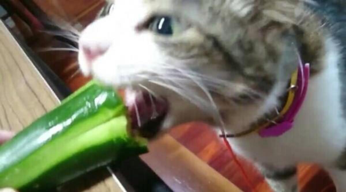 かわいいネコ動画 きゅうりに目がない猫の豪快な食べっぷりに困惑 16年7月12日 ウーマンエキサイト