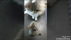 【かわいいネコ動画】警戒する兄猫とヤンチャな弟猫が心通わす感動ストーリー