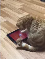 【かわいいネコ動画】タブレットで遊ぶネコの可愛い勘違いにほっこり♪
