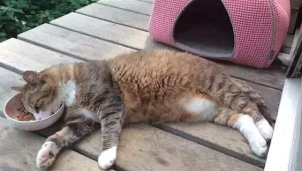 【かわいいネコ動画】寝転んだまま食事する猫のだらけきった姿