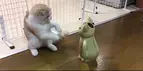 【おもしろネコ動画】猫型の水差しと格闘するネコが可愛い♪