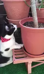 【おもしろネコ動画】小鳥と会話するネコちゃんの真意
