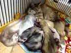 【かわいいネコ画像】たくさんのフェレットに埋もれた猫がラブ充すぎる！