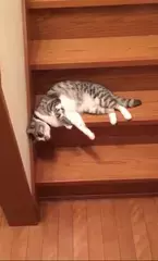 【かわいいネコ動画】階段を無気力にずり落ちるネコが可愛すぎる