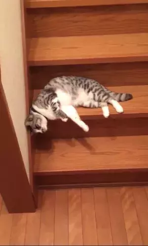 【かわいいネコ動画】階段を無気力にずり落ちるネコが可愛すぎる