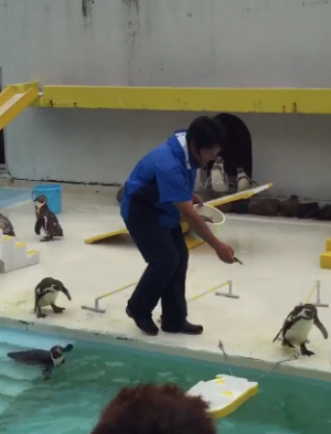 おもしろアニマル動画 水族館のペンギンショーがグダグダすぎてまるでコント 16年8月12日 ウーマンエキサイト