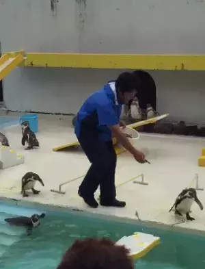 【おもしろアニマル動画】水族館のペンギンショーがグダグダすぎてまるでコント