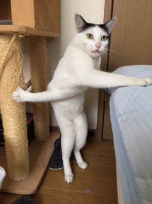 腕の長い変なポーズの猫