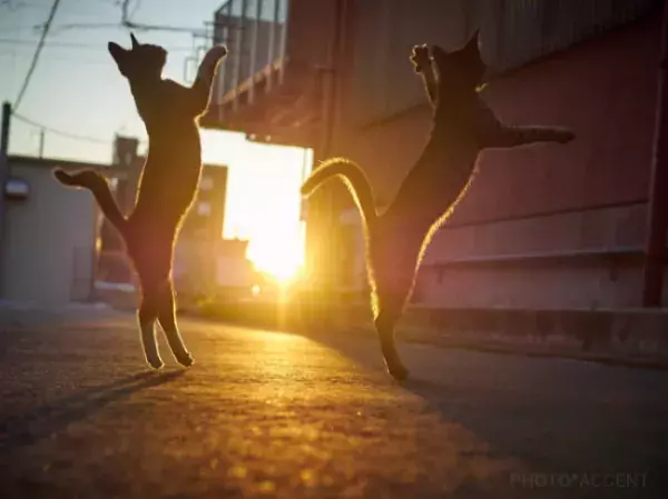 【おもしろネコ画像】夕暮れの中ダンスバトルを繰り広げる2匹のネコが芸術的
