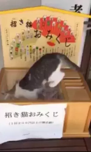 【かわいいネコ動画】招き猫おみくじに本当に招かれた猫の姿に胸キュン