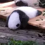 【かわいいパンダ画像】お昼寝している子パンダたちの可愛さが異常
