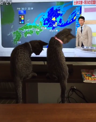 かわいいネコ動画 天気予報を食い入るように見る猫のシンクロした動き 16年9月25日 ウーマンエキサイト
