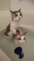 【かわいいネコ画像】お風呂で暴れずにじっとしているネコがかわいすぎる♪